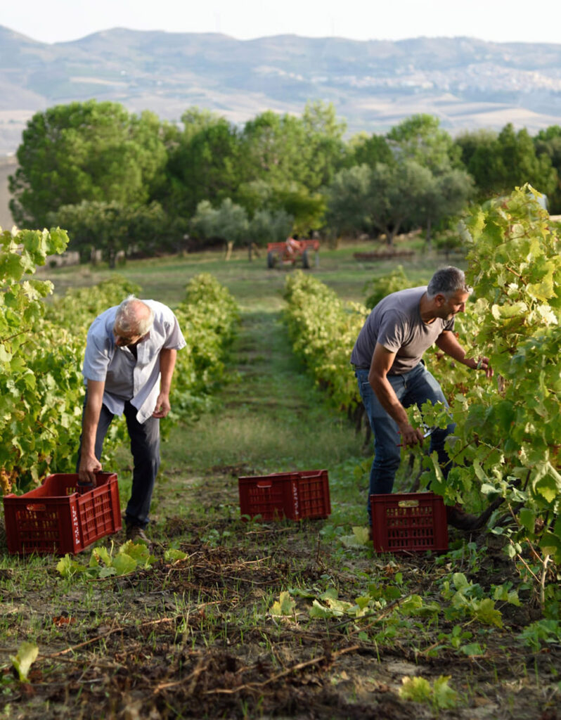 due uomini raccolgono uva in un vigneto