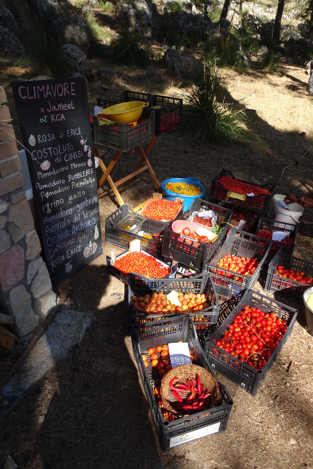 Pomodori in campo