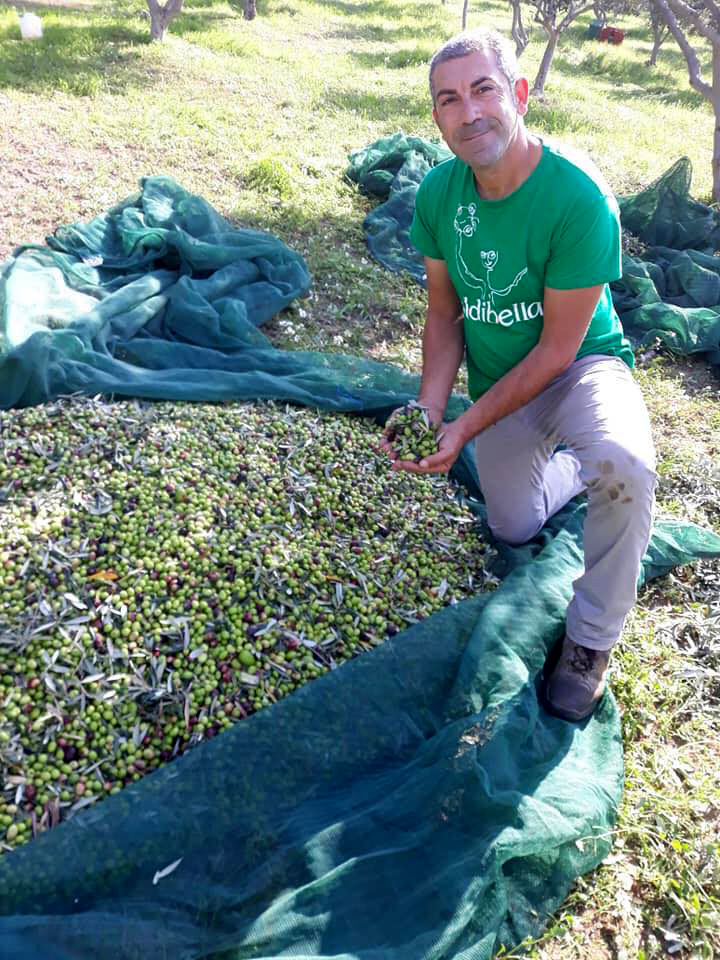 Antonio Accardo durante la raccolta delle olive