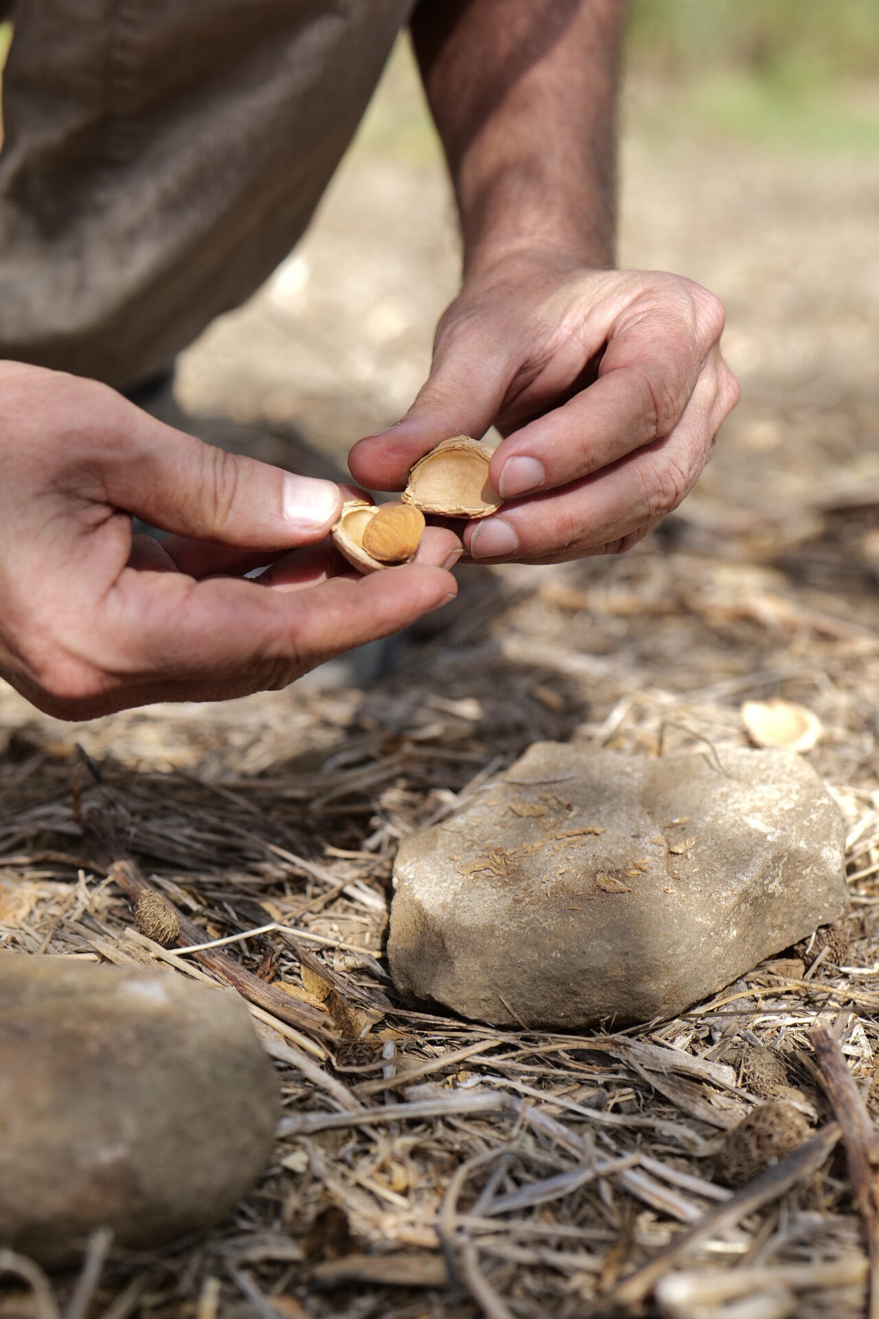 Sgusciatura a mano delle mandorle appena raccolte
