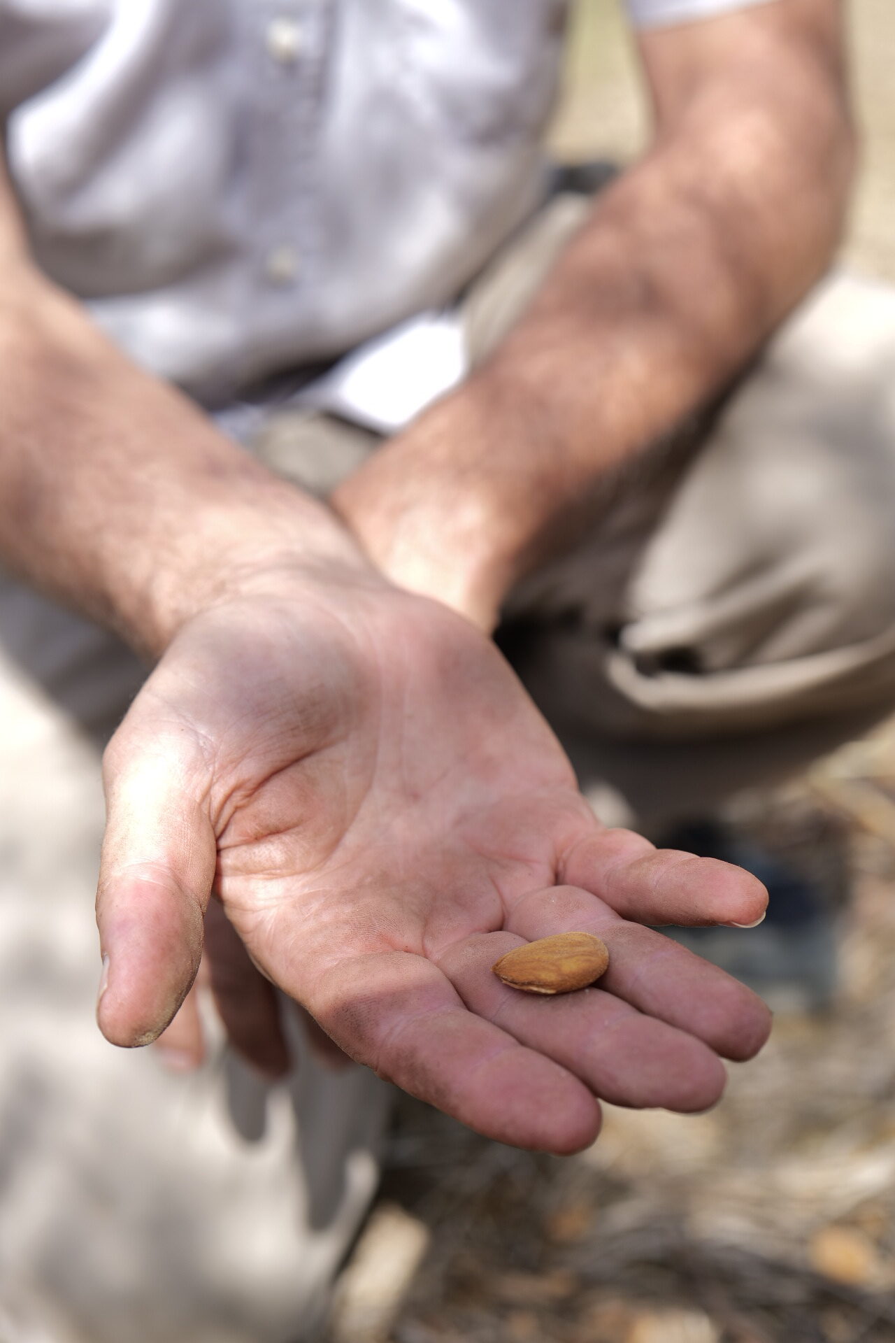 Una mandorla appena raccolta nel palmo della mano