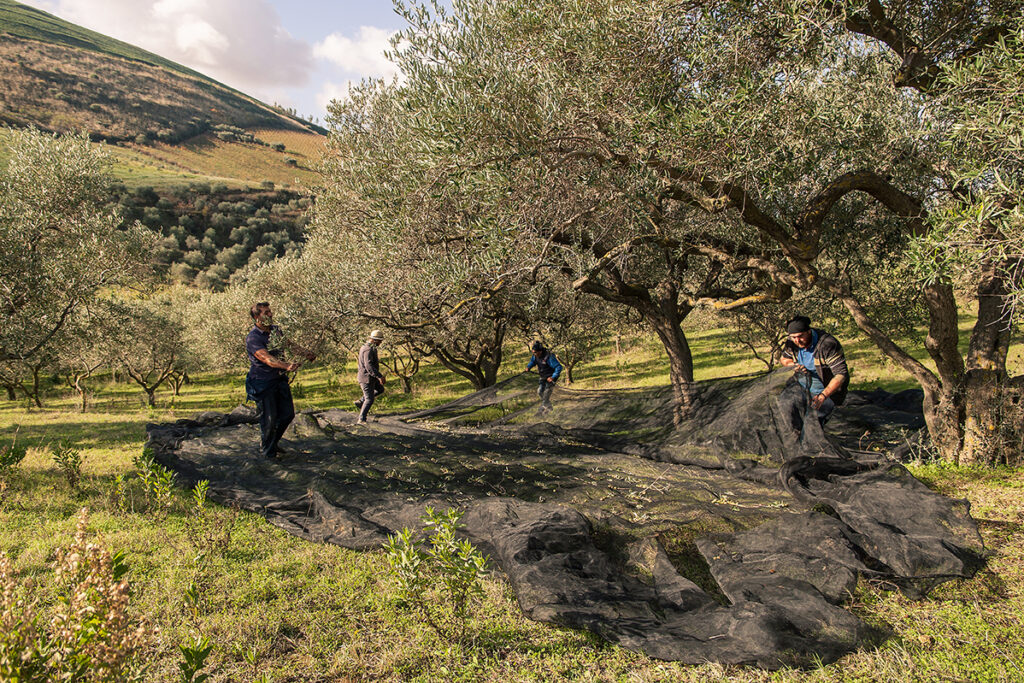 Raccolta delle olive a Valdibella nel podere di Accardo