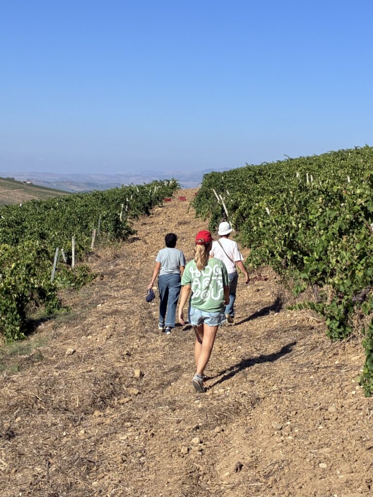 Anna Pia Viola in campo tra i filari
