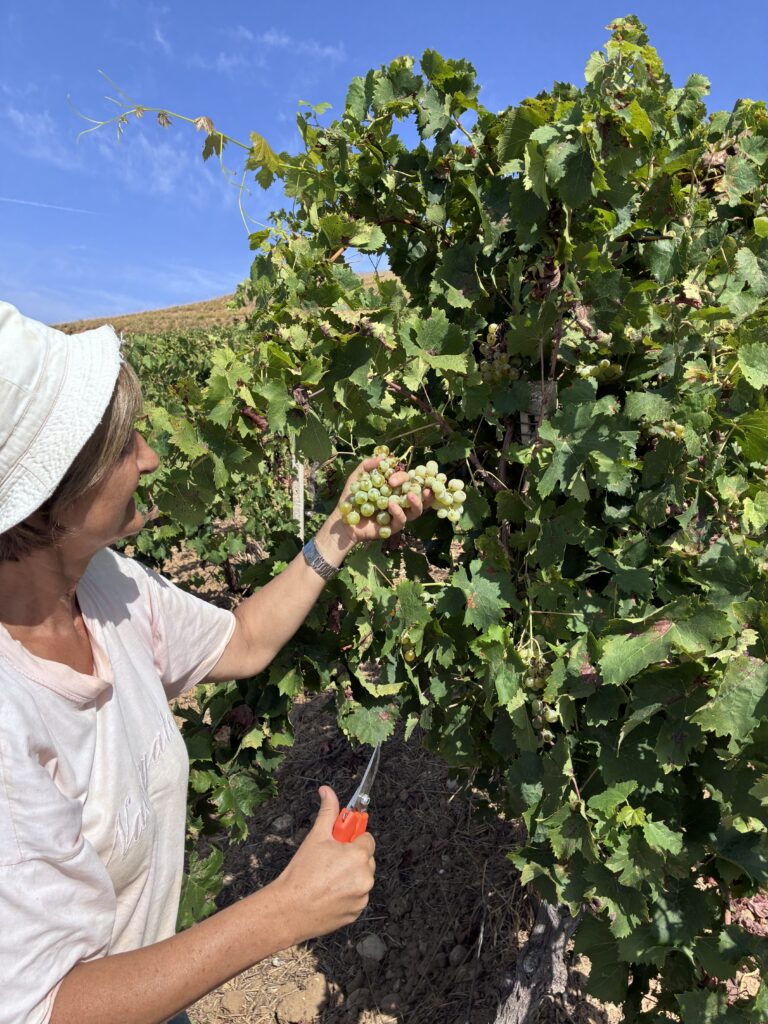 Anna Pia Viola durante la raccolta dell'uva